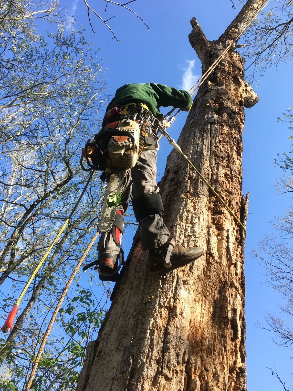 Arborist climbing tree