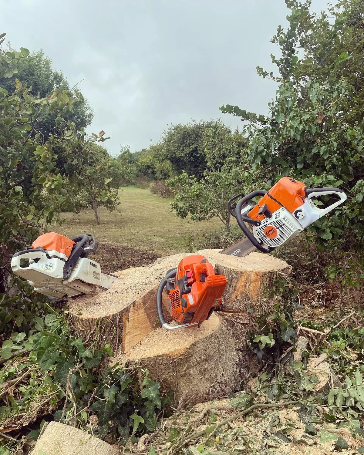 Chainsaws on stump