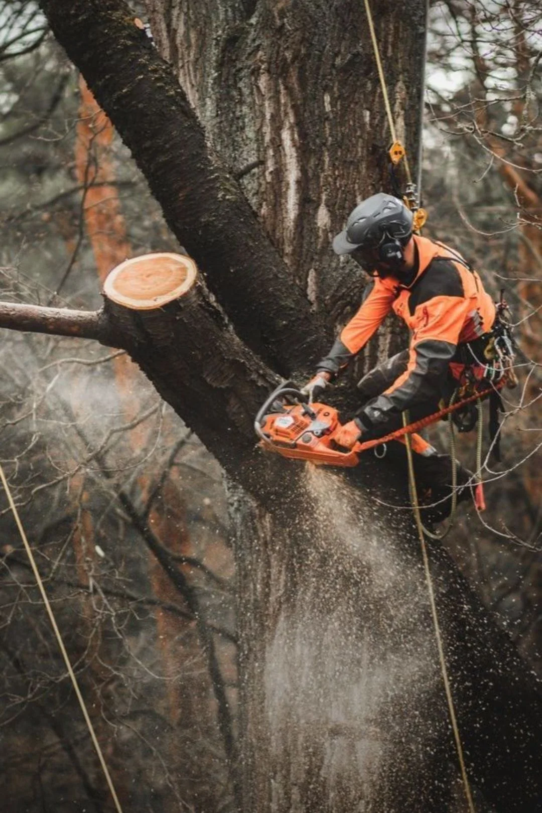 Arborist cutting a large tree